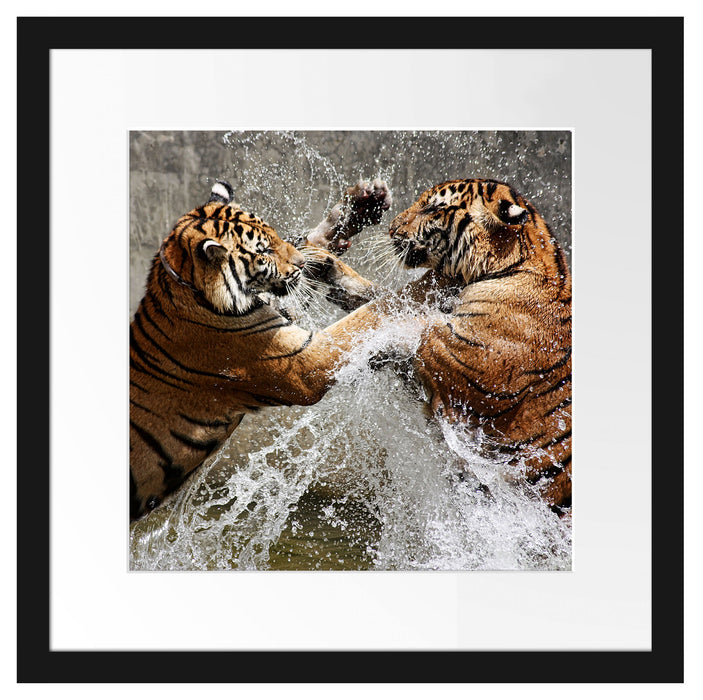 Kämpfende Tiger im Wasser Passepartout Quadratisch 40x40