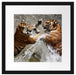 Kämpfende Tiger im Wasser Passepartout Quadratisch 40x40