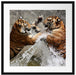 Kämpfende Tiger im Wasser Passepartout Quadratisch 55x55