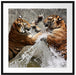 Kämpfende Tiger im Wasser Passepartout Quadratisch 70x70