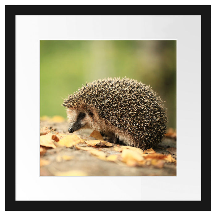 Igel im Laub Passepartout Quadratisch 40x40