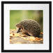 Igel im Laub Passepartout Quadratisch 40x40