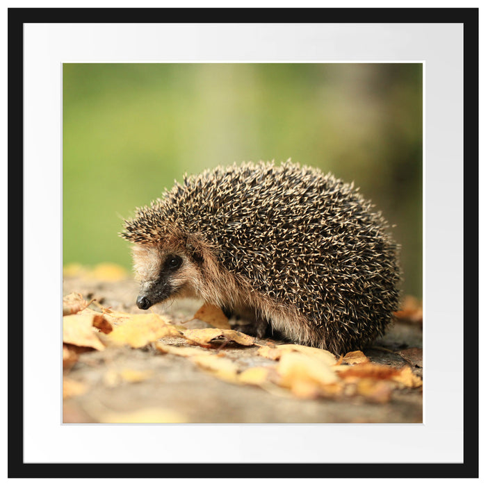 Igel im Laub Passepartout Quadratisch 55x55