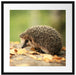 Igel im Laub Passepartout Quadratisch 55x55