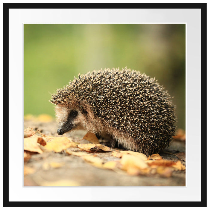 Igel im Laub Passepartout Quadratisch 70x70