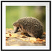Igel im Laub Passepartout Quadratisch 70x70