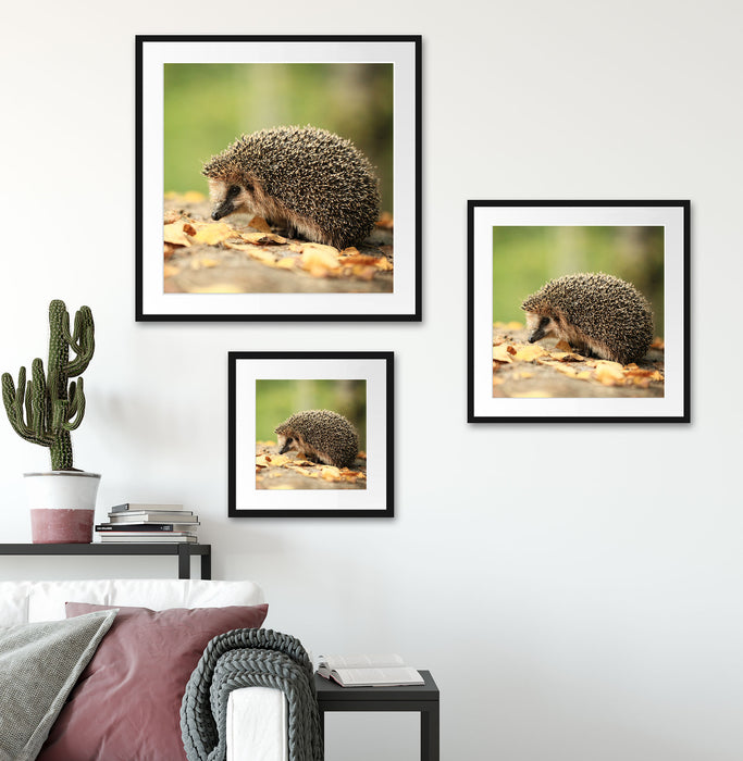 Igel im Laub Quadratisch Passepartout Wohnzimmer