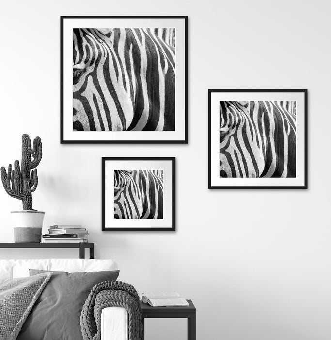 Zebra Porträt Quadratisch Passepartout Wohnzimmer