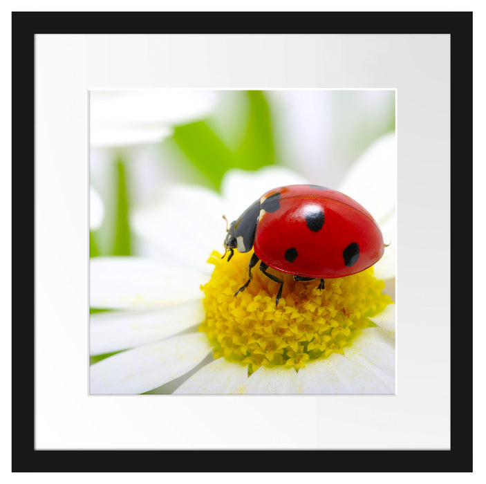 Marienkäfer auf Gänseblümchen Passepartout Quadratisch 40x40
