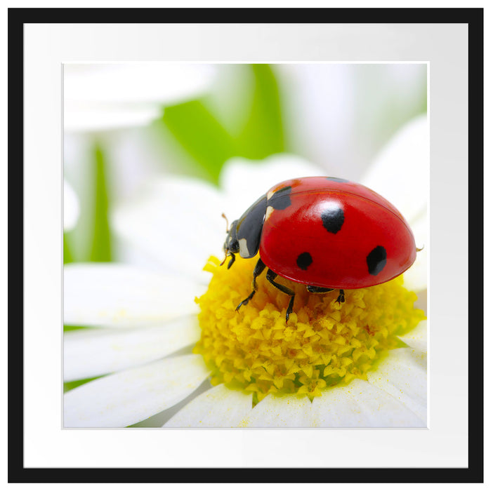 Marienkäfer auf Gänseblümchen Passepartout Quadratisch 55x55