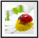Marienkäfer auf Gänseblümchen Passepartout Quadratisch 55x55