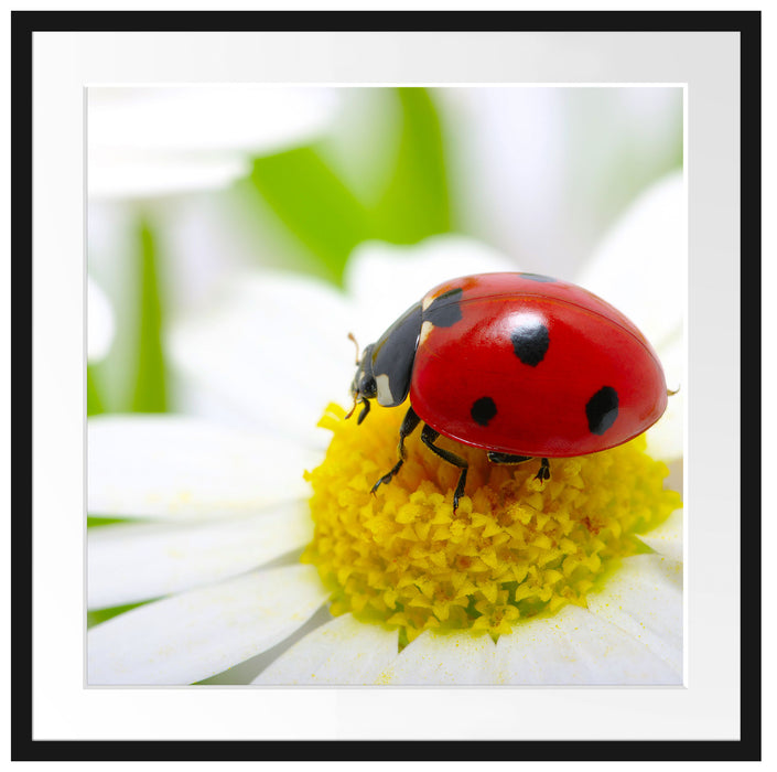 Marienkäfer auf Gänseblümchen Passepartout Quadratisch 70x70