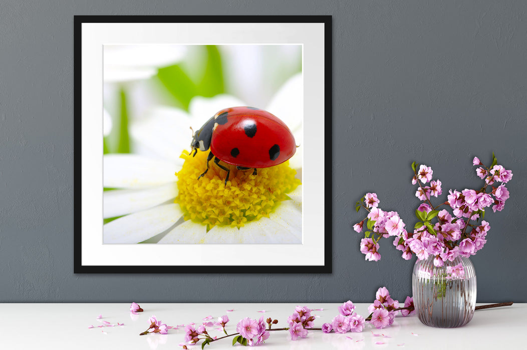 Marienkäfer auf Gänseblümchen Quadratisch Passepartout Dekovorschlag