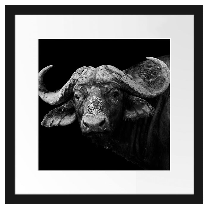 Dark Wasserbüffel Passepartout Quadratisch 40x40