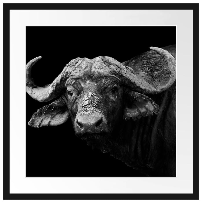 Dark Wasserbüffel Passepartout Quadratisch 55x55