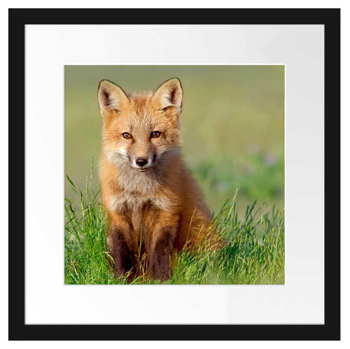Kleiner Fuchs Passepartout Quadratisch 40x40