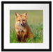 Kleiner Fuchs Passepartout Quadratisch 40x40