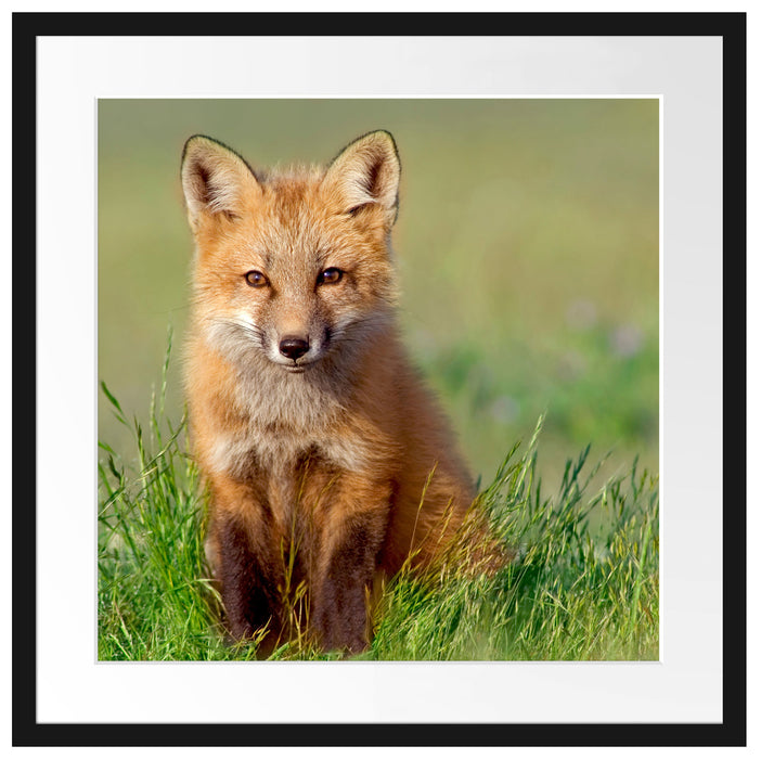 Kleiner Fuchs Passepartout Quadratisch 55x55