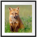 Kleiner Fuchs Passepartout Quadratisch 55x55