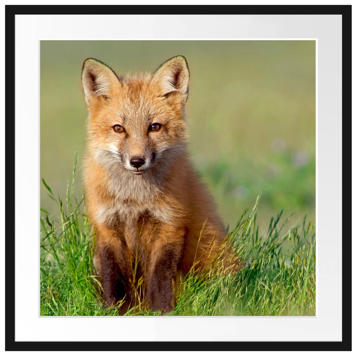 Kleiner Fuchs Passepartout Quadratisch 70x70