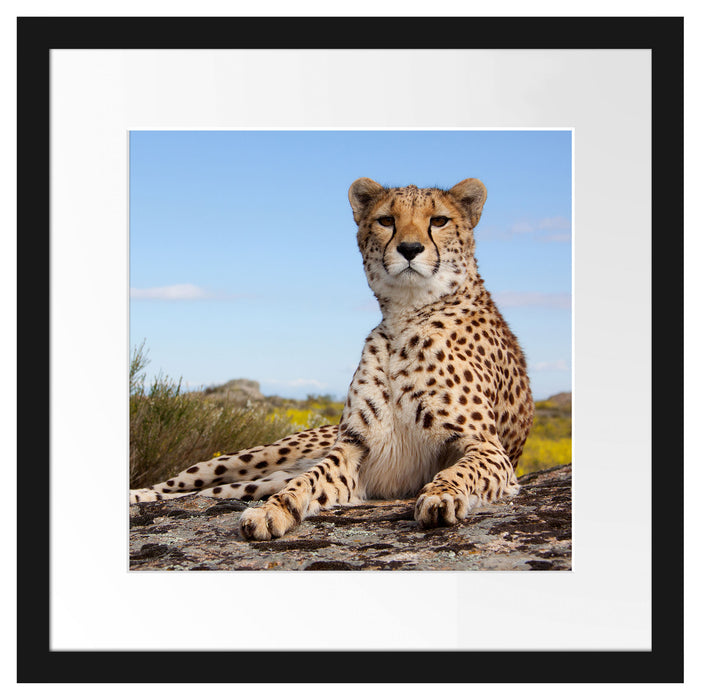 Gepard in Savanne Passepartout Quadratisch 40x40