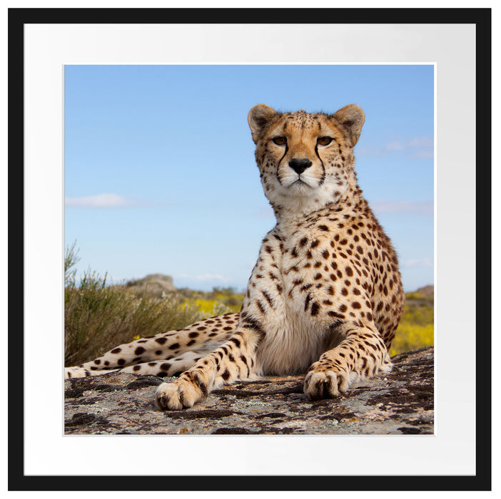 Gepard in Savanne Passepartout Quadratisch 55x55
