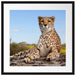 Gepard in Savanne Passepartout Quadratisch 55x55