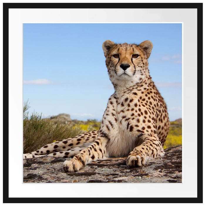 Gepard in Savanne Passepartout Quadratisch 70x70