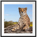 Gepard in Savanne Passepartout Quadratisch 70x70