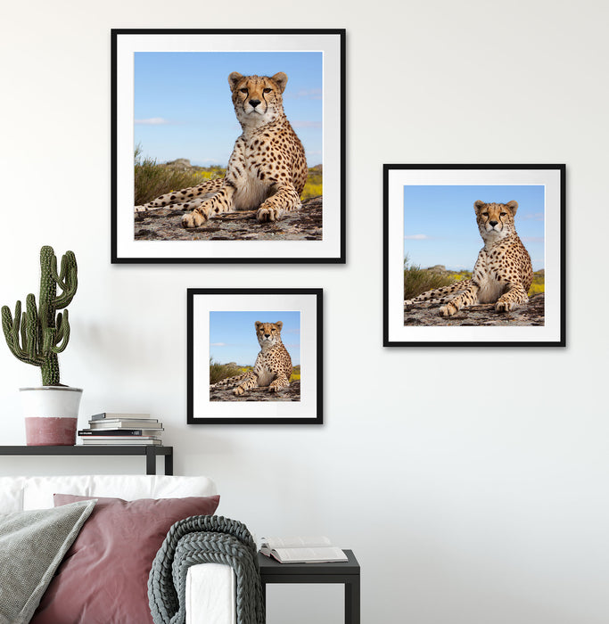 Gepard in Savanne Quadratisch Passepartout Wohnzimmer