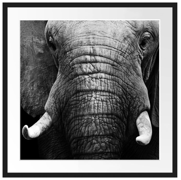 Elefant Porträt Passepartout Quadratisch 70x70
