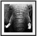 Elefant Porträt Passepartout Quadratisch 70x70