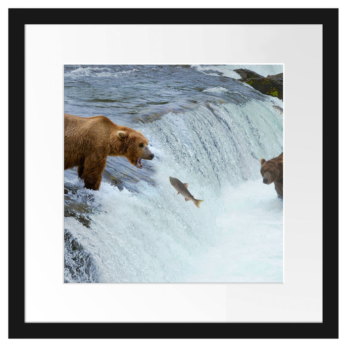 Bären fangen Lachs Passepartout Quadratisch 40x40