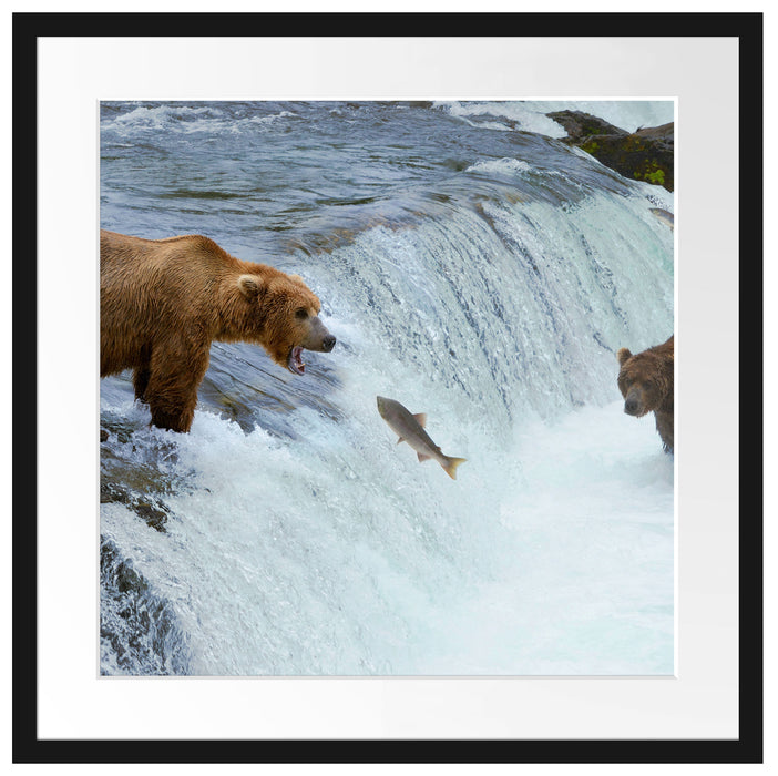 Bären fangen Lachs Passepartout Quadratisch 55x55