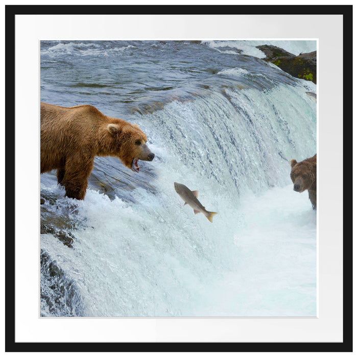 Bären fangen Lachs Passepartout Quadratisch 70x70