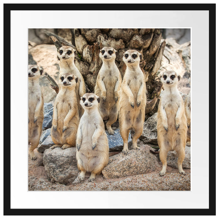 Lustige Erdmännchen Passepartout Quadratisch 55x55