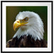 Mächtiger Weißkopfseeadler Passepartout Quadratisch 70x70