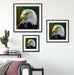 Mächtiger Weißkopfseeadler Quadratisch Passepartout Wohnzimmer