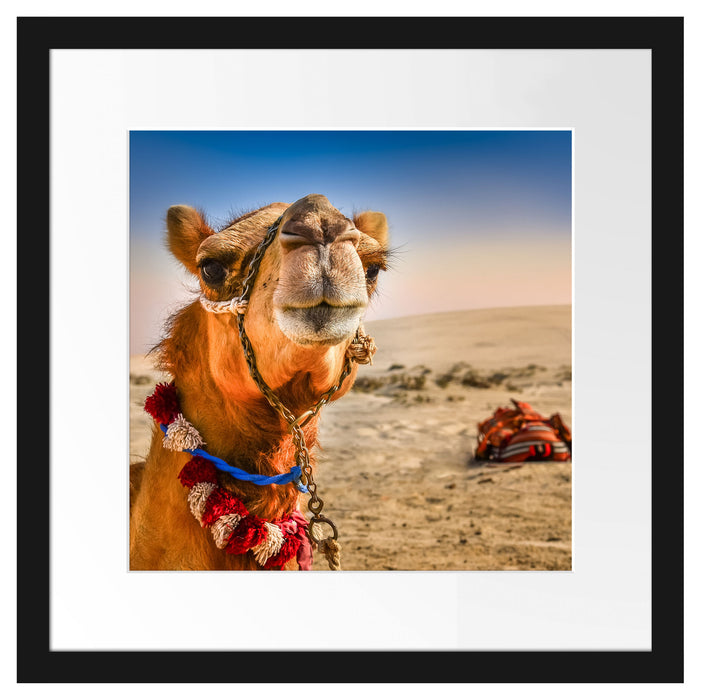 Lustiges Kamel in Wüste Passepartout Quadratisch 40x40
