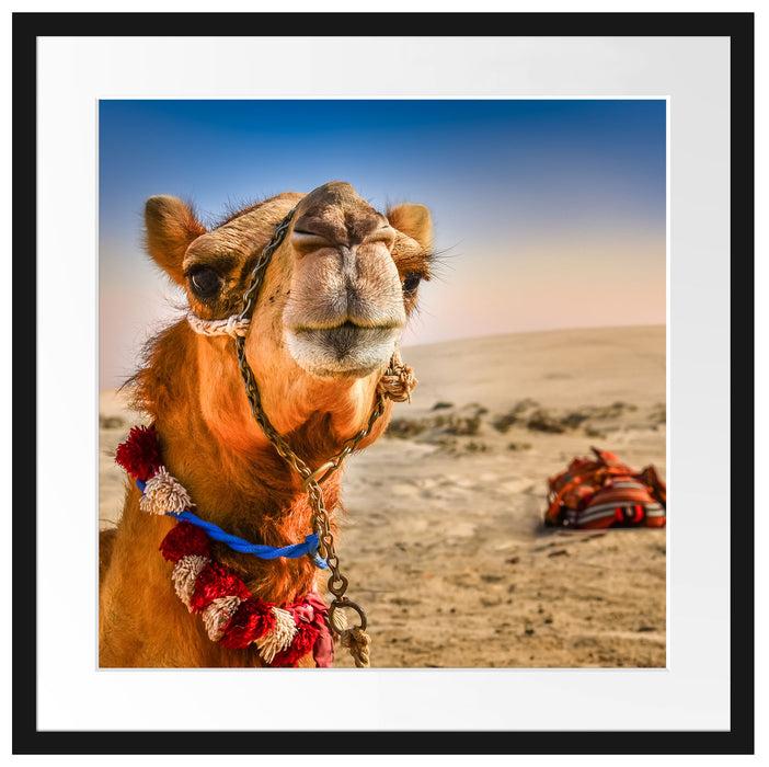 Lustiges Kamel in Wüste Passepartout Quadratisch 55x55
