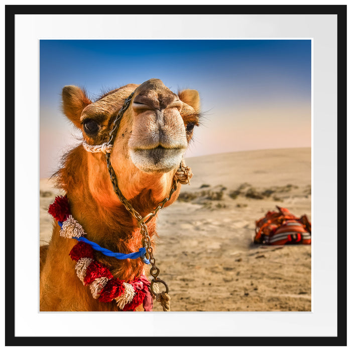 Lustiges Kamel in Wüste Passepartout Quadratisch 70x70