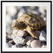 Kleine Schildkröte Passepartout Quadratisch 70x70