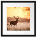 Hirsch im Sonnenuntergang Passepartout Quadratisch 40x40