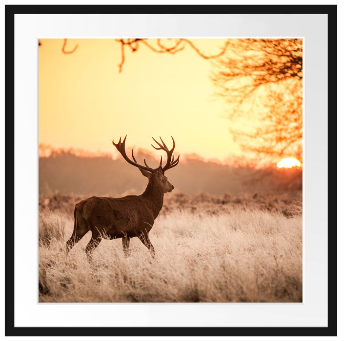 Hirsch im Sonnenuntergang Passepartout Quadratisch 70x70