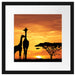 Giraffen im Sonnenuntergang Passepartout Quadratisch 40x40