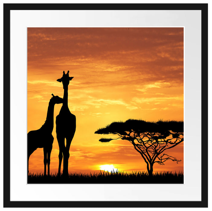Giraffen im Sonnenuntergang Passepartout Quadratisch 55x55