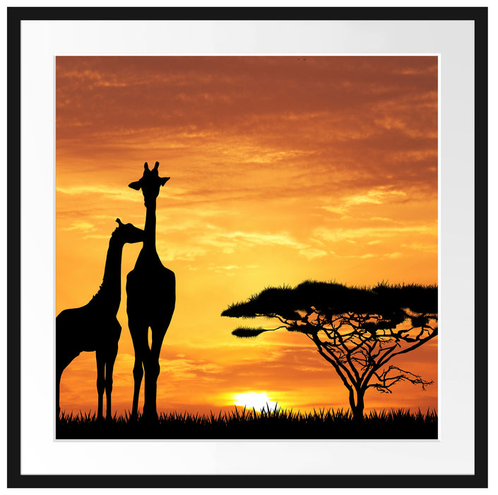 Giraffen im Sonnenuntergang Passepartout Quadratisch 70x70