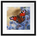Schöner Schmetterling Pfauenauge Passepartout Quadratisch 40x40
