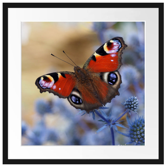 Schöner Schmetterling Pfauenauge Passepartout Quadratisch 55x55