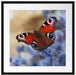 Schöner Schmetterling Pfauenauge Passepartout Quadratisch 55x55